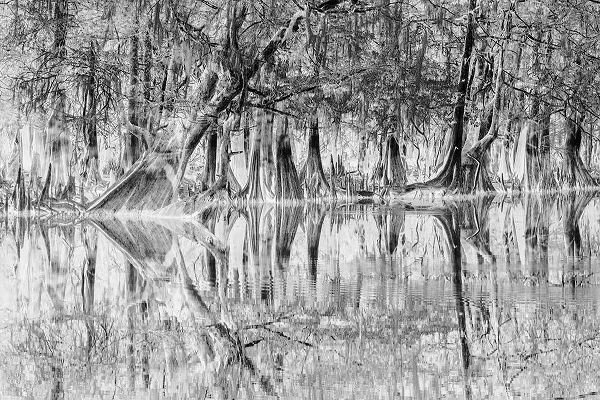 Jones, Adam 아티스트의 Early spring view of cypress trees reflecting on blackwater area of St Johns River-central Florida작품입니다.
